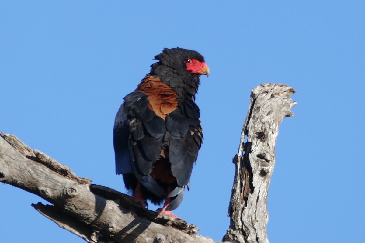 Águila Volatinera - ML204255521