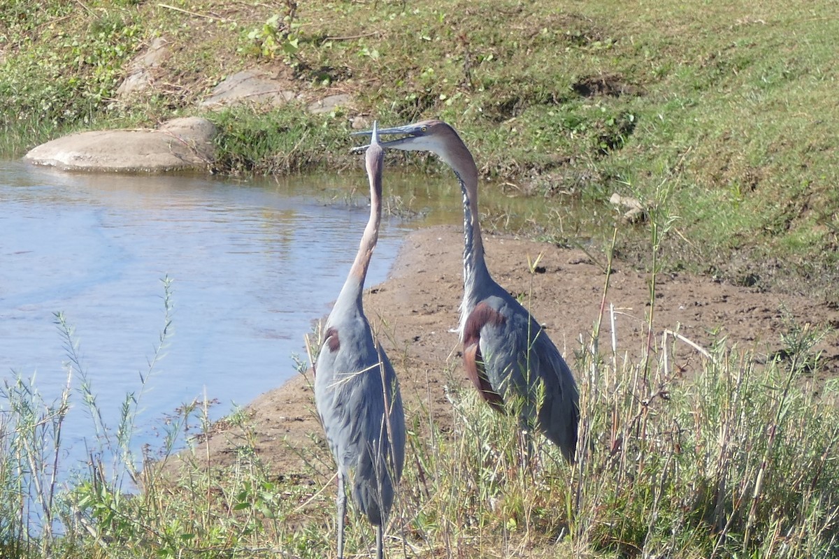 Goliath Heron - ML204255591