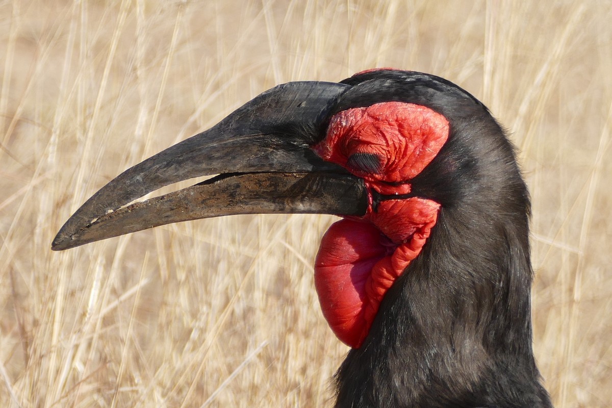 Southern Ground-Hornbill - Raymond Marsh