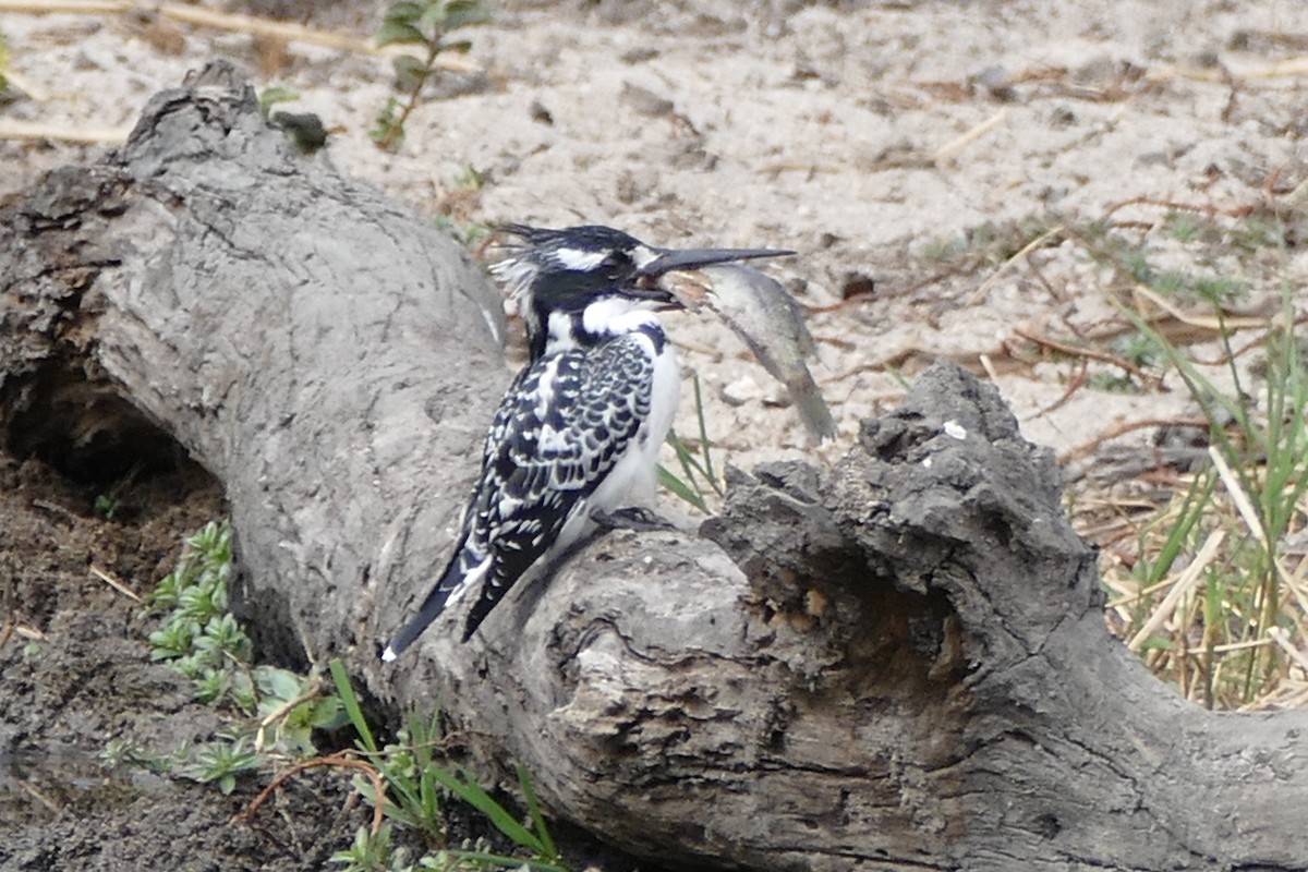 Pied Kingfisher - ML204255621