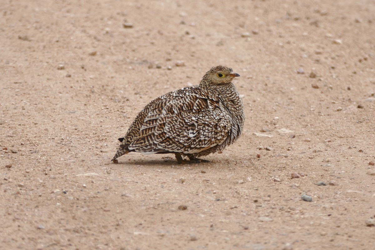 Double-banded Sandgrouse - ML204255651