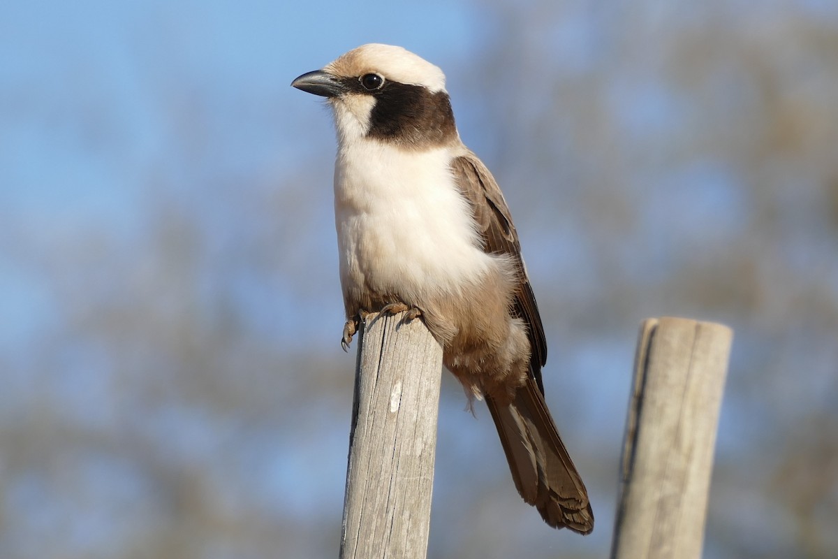 White-crowned Shrike - Raymond Marsh