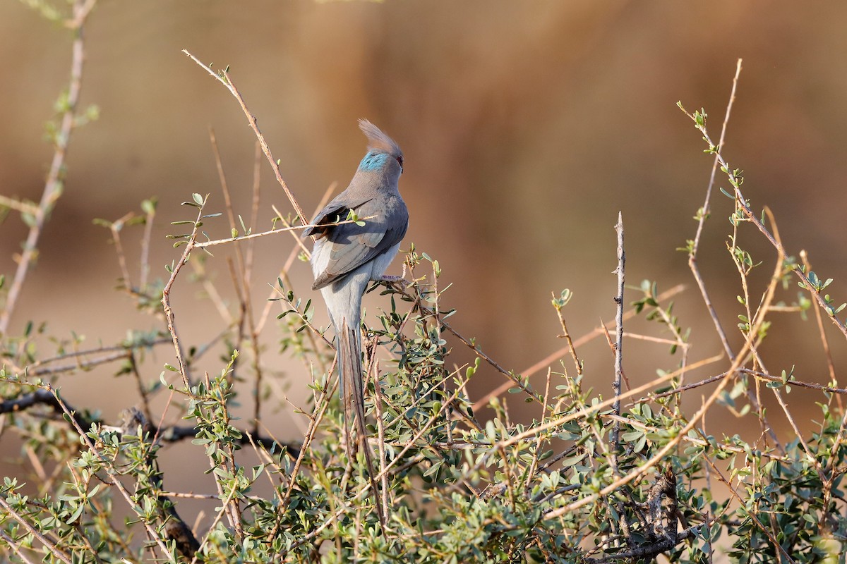 Blue-naped Mousebird - ML204255931