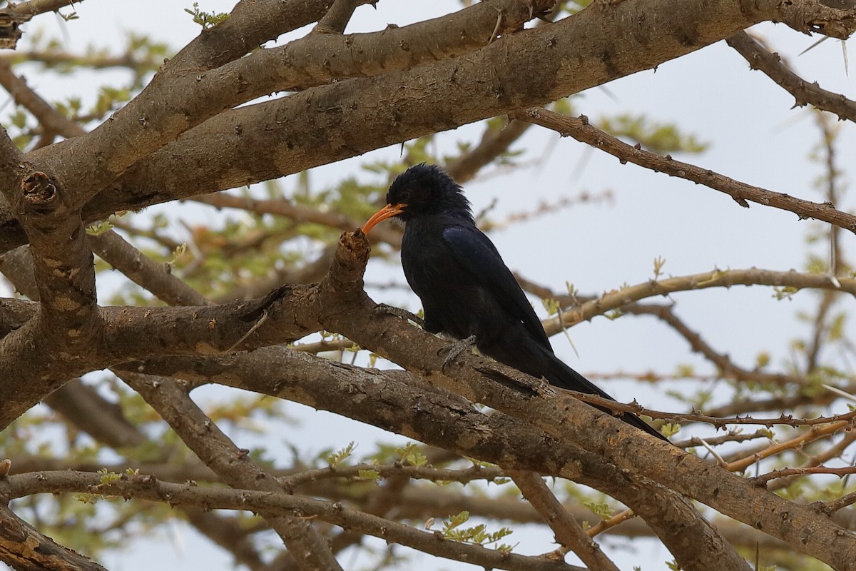 Abyssinian Scimitarbill - ML204255961