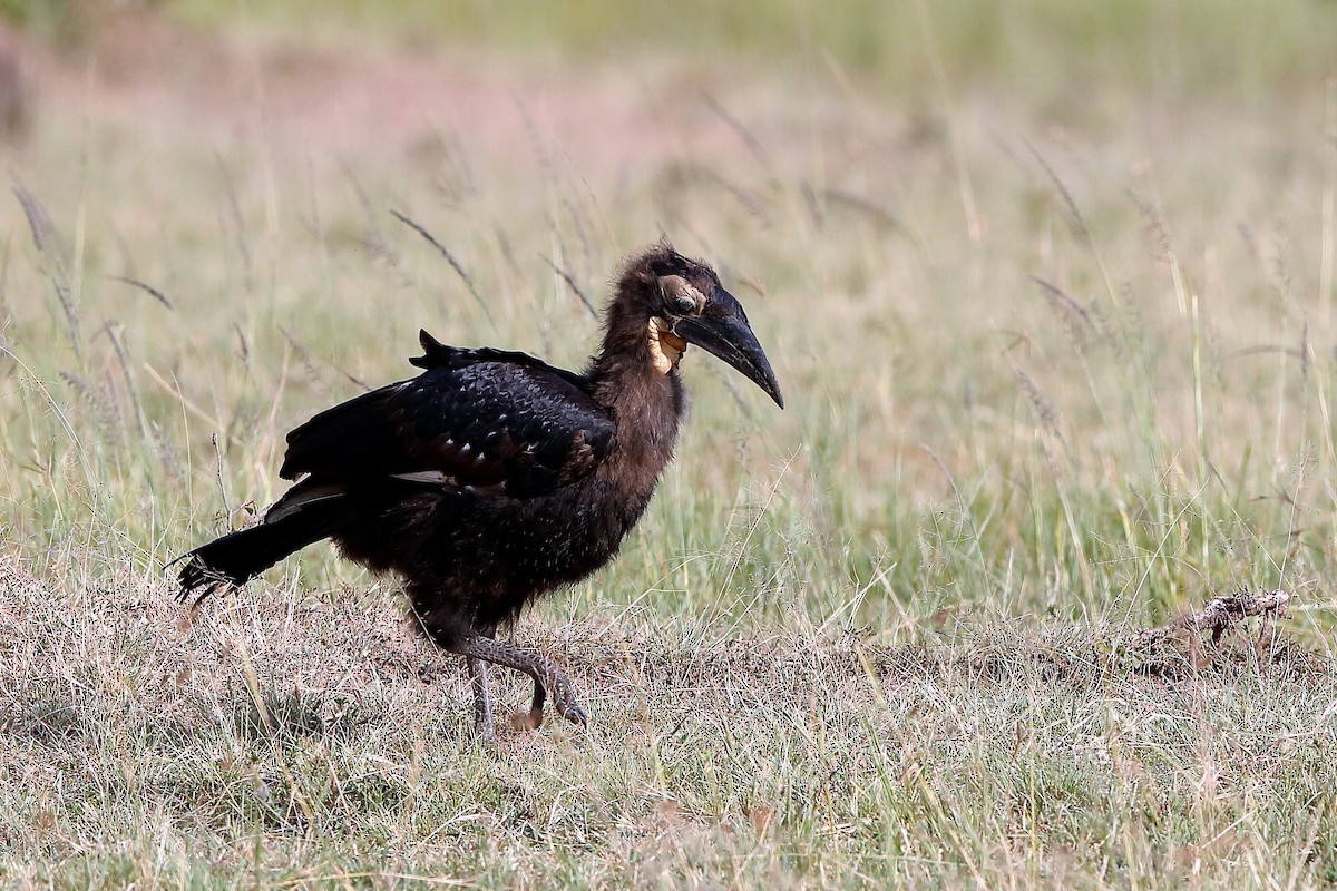 Southern Ground-Hornbill - ML204256201