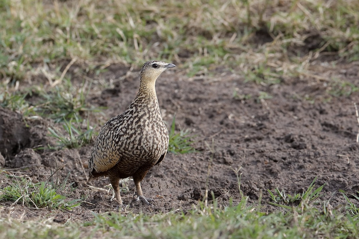 Yellow-throated Sandgrouse - ML204256231