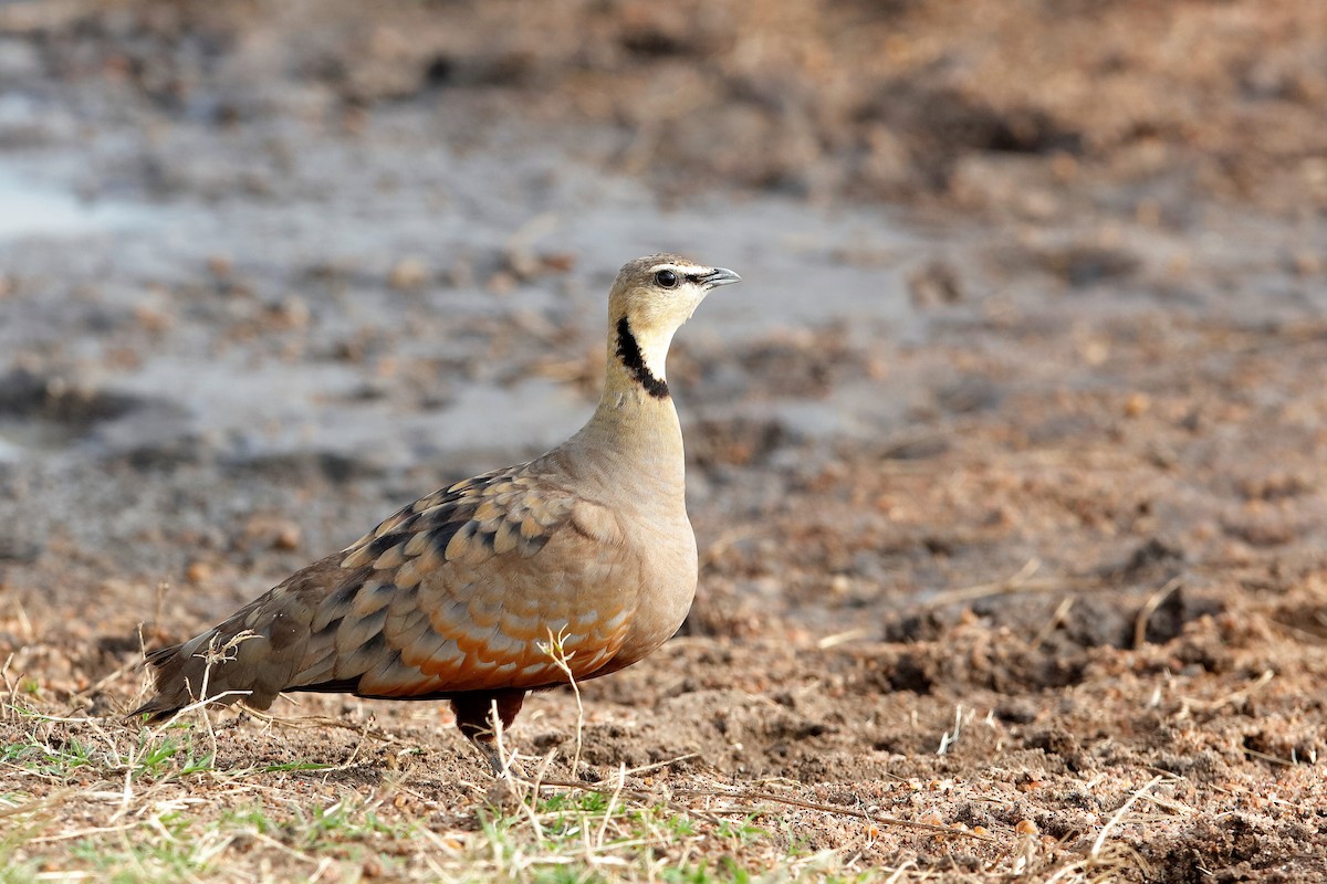 Yellow-throated Sandgrouse - ML204256241