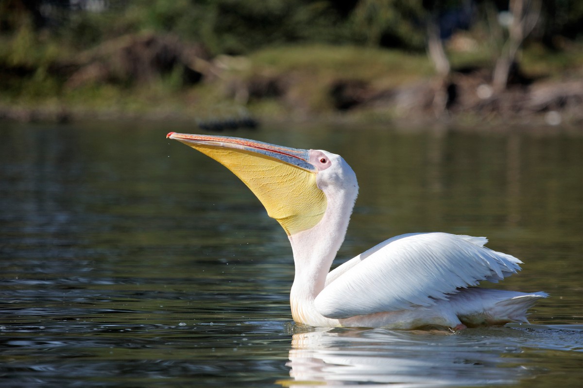 Great White Pelican - ML204256261