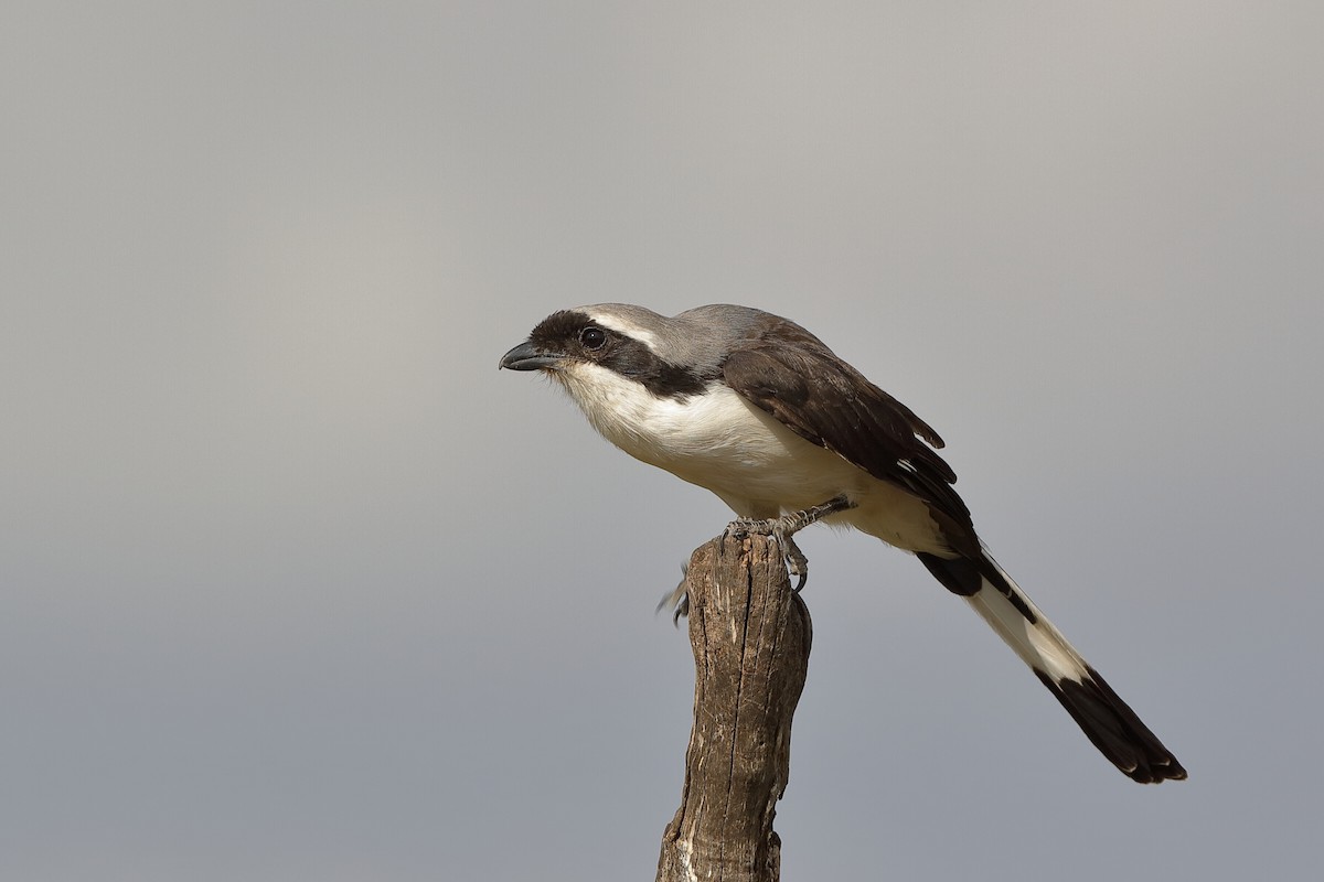 Gray-backed Fiscal - Holger Teichmann