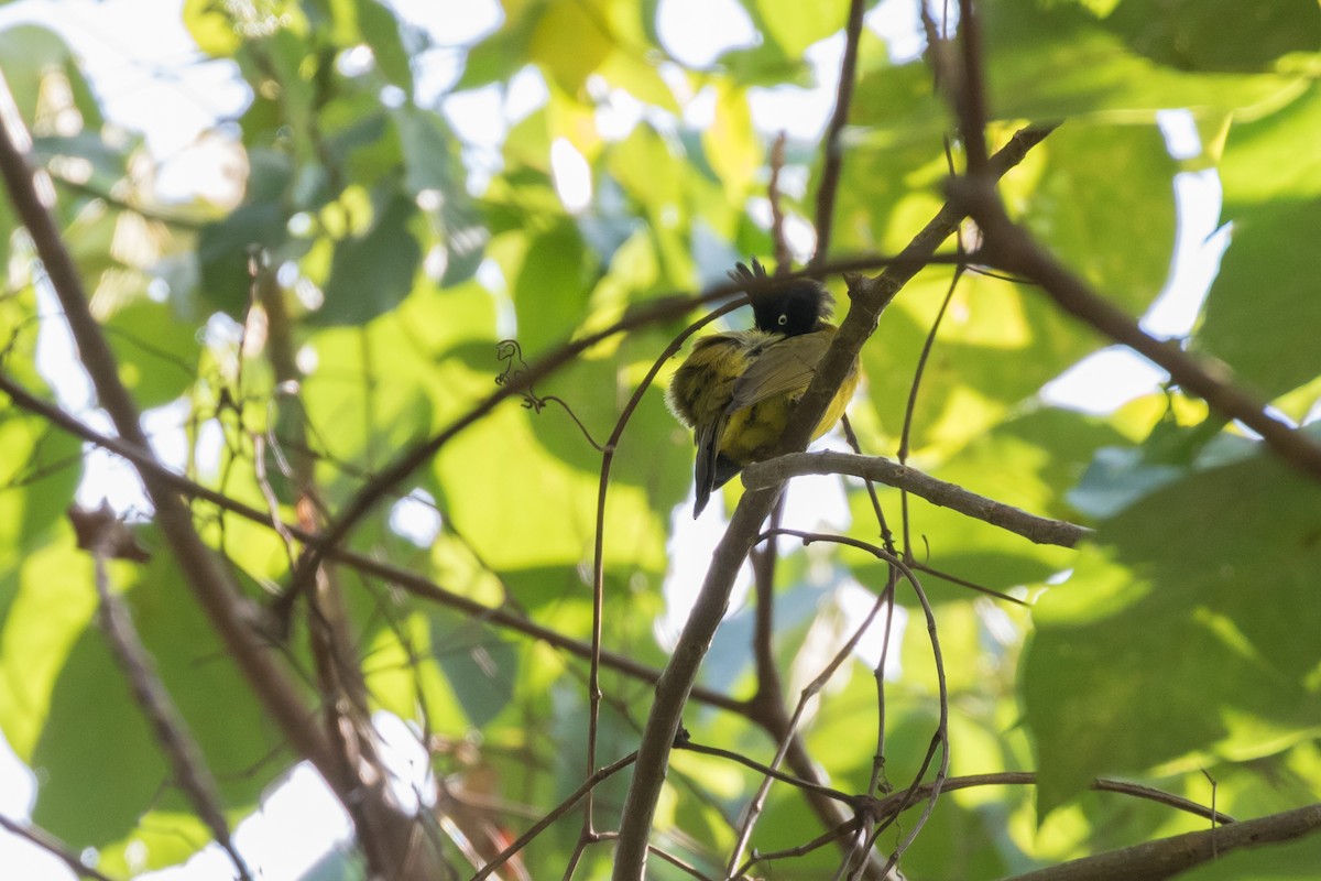 Black-crested Bulbul - ML204257091