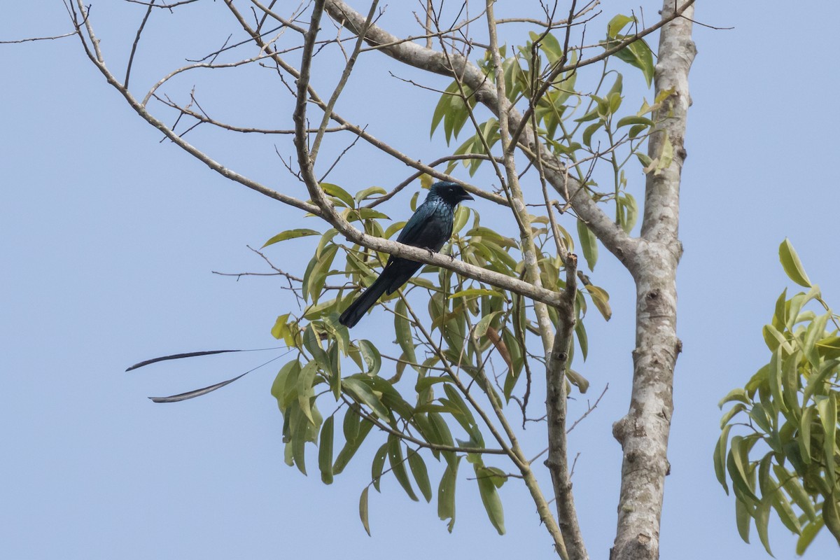 Lesser Racket-tailed Drongo - ML204257101