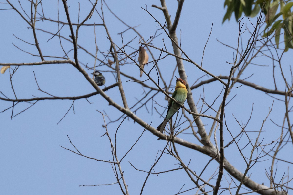 vlha hnědohlavá - ML204257131