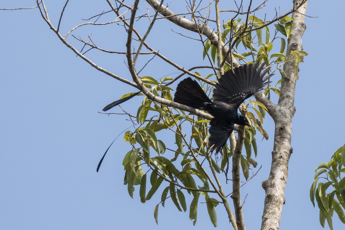 Lesser Racket-tailed Drongo - ML204257141