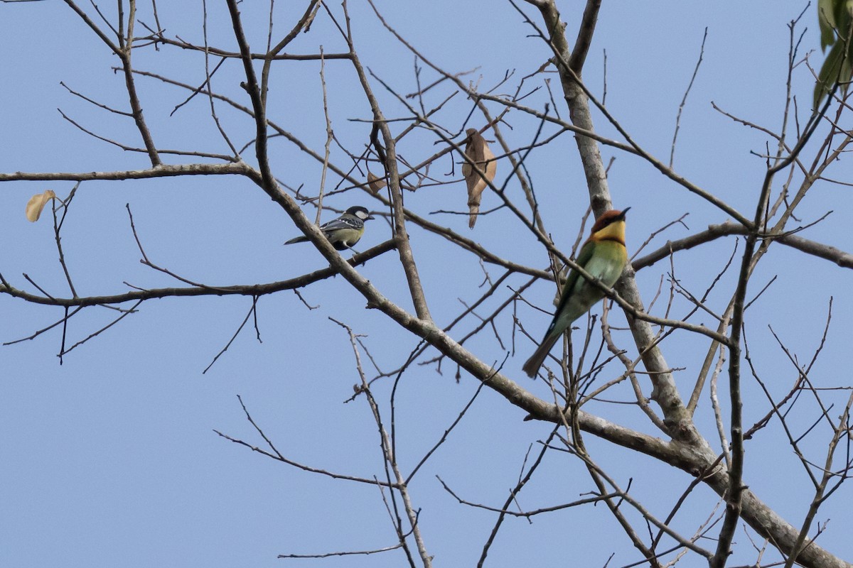 sýkora zelenohřbetá - ML204257151