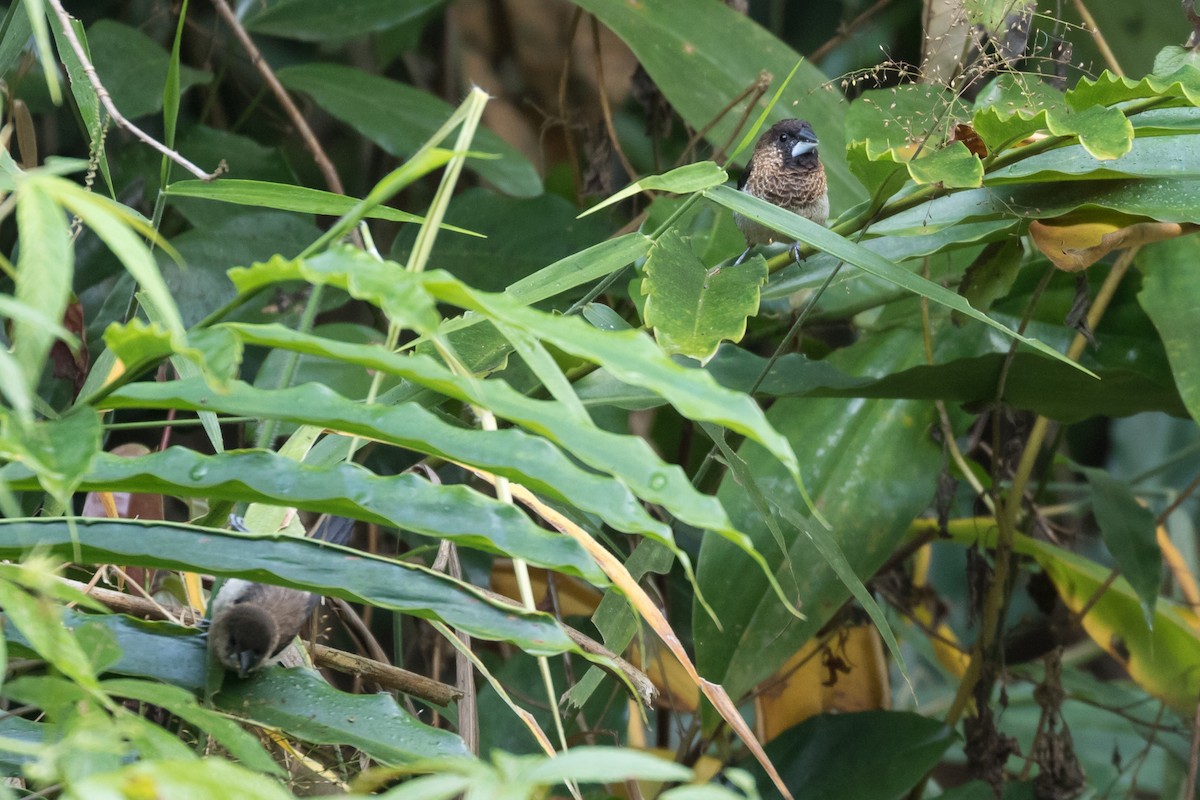 panenka muškátová - ML204257211