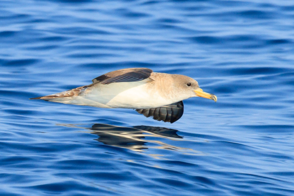 Scopoli's Shearwater - ML204257501