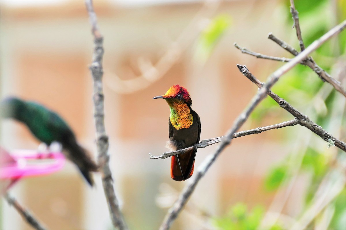 kolibřík červenohlavý - ML204257571
