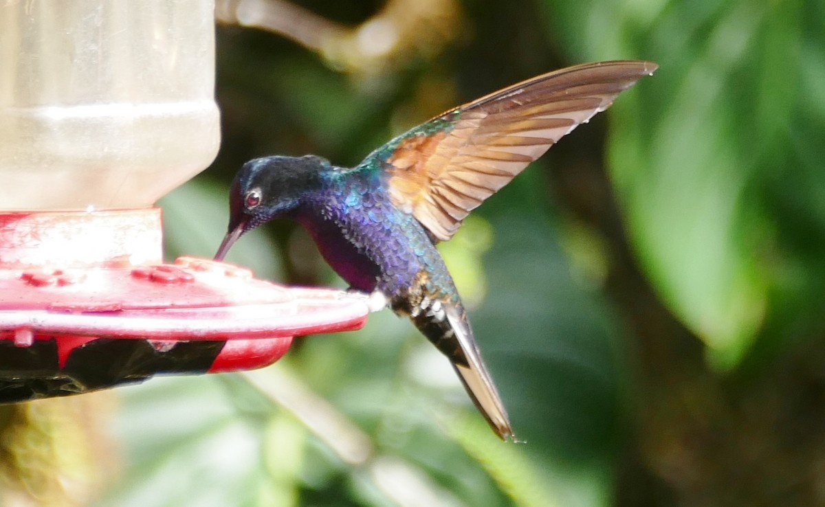 Velvet-purple Coronet - Raymond Marsh