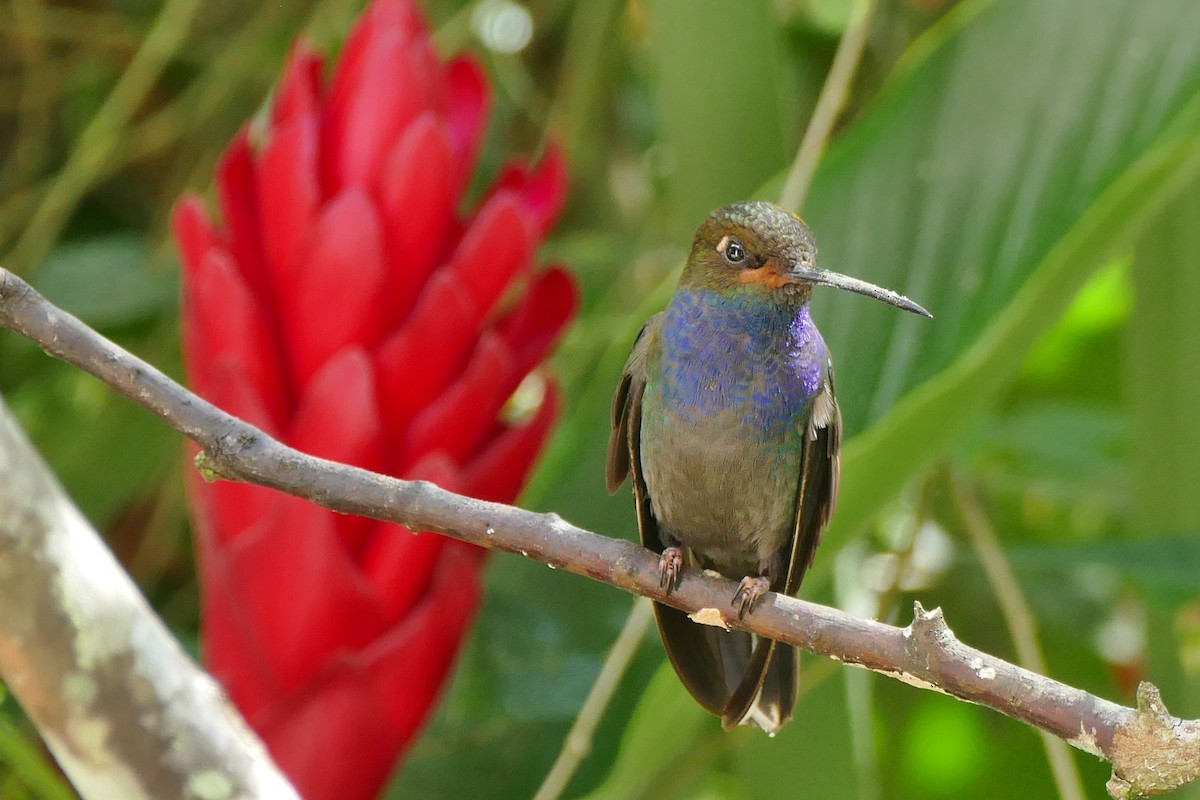 Colibrí de Bouguer Occidental - ML204257651