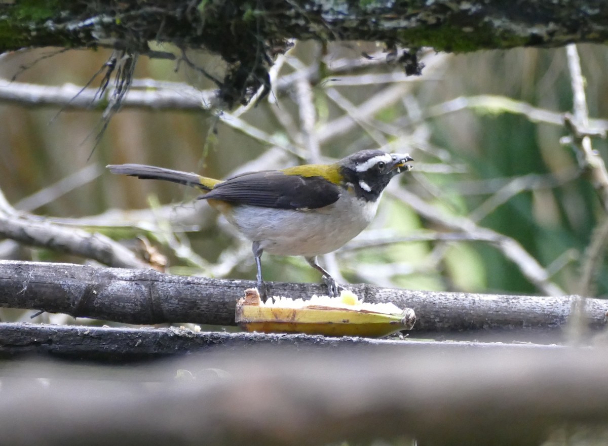 Black-winged Saltator - Raymond Marsh