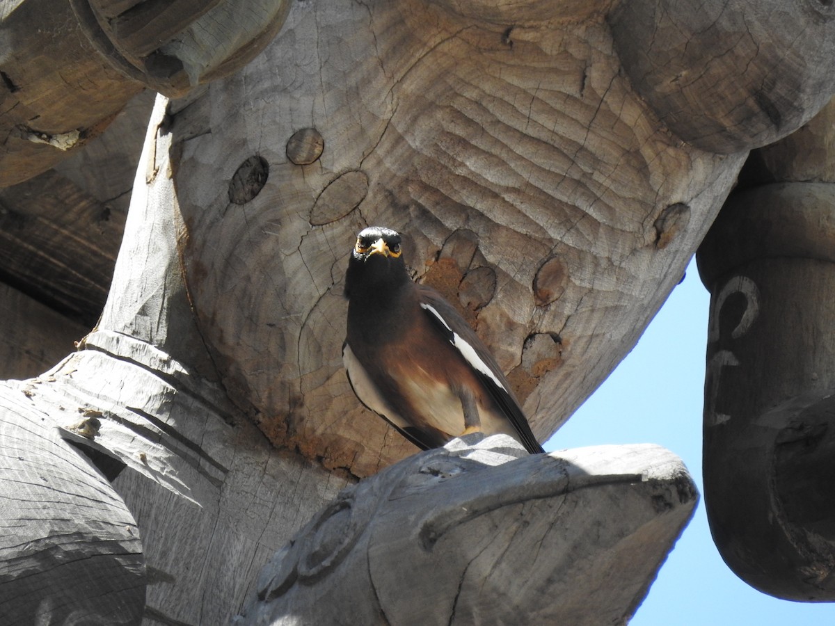 Common Myna - Gerrit Alink