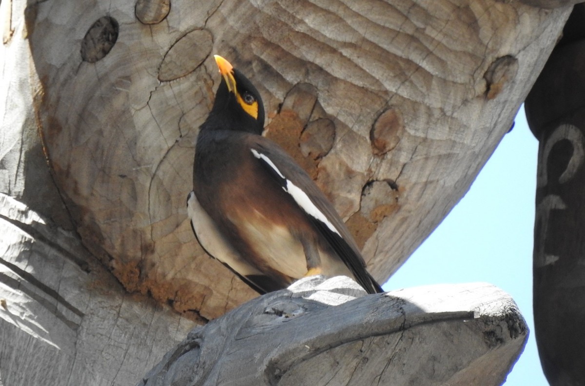 Common Myna - ML204257951