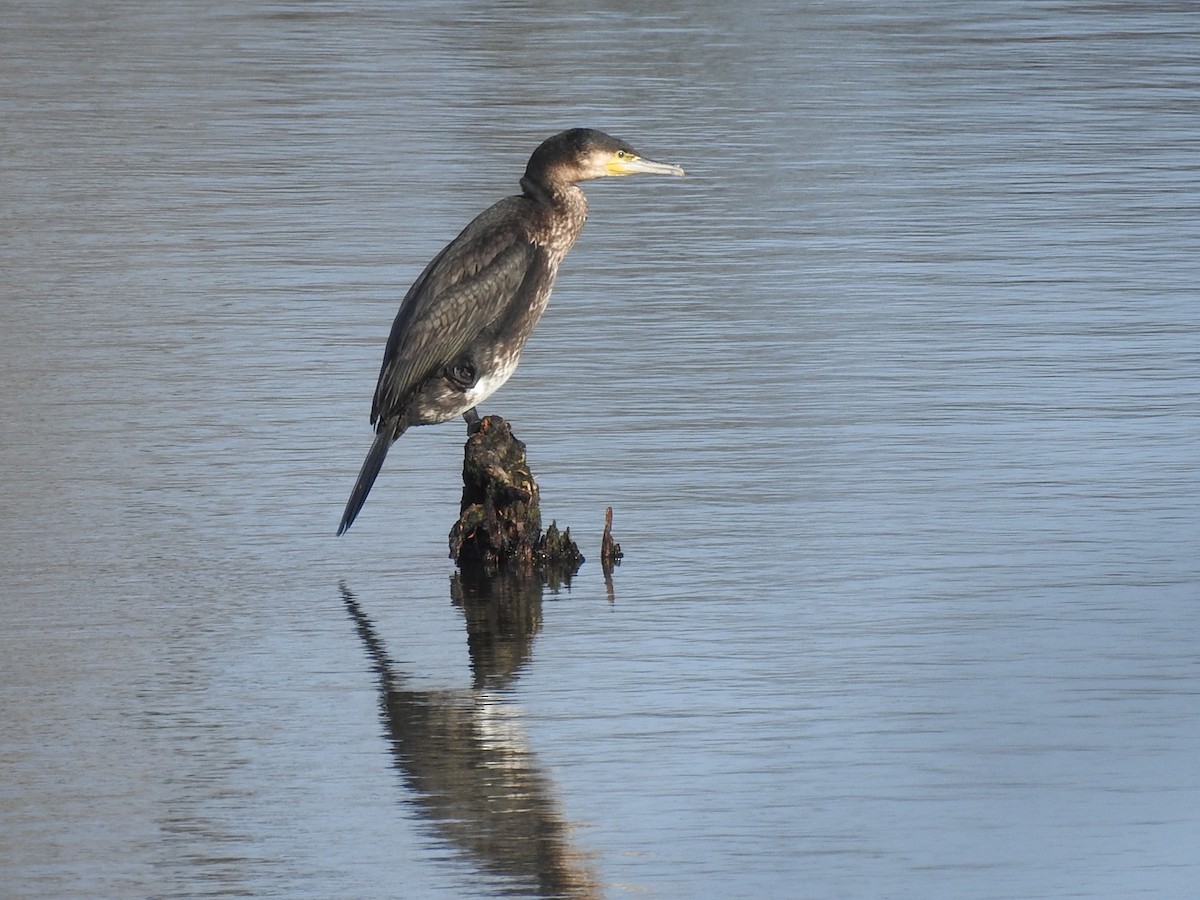 Cormorán Grande - ML204257971