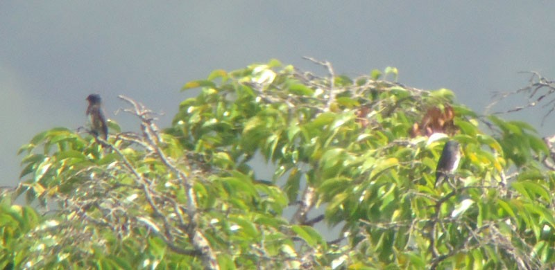 Dusky Purpletuft - Rich Bayldon