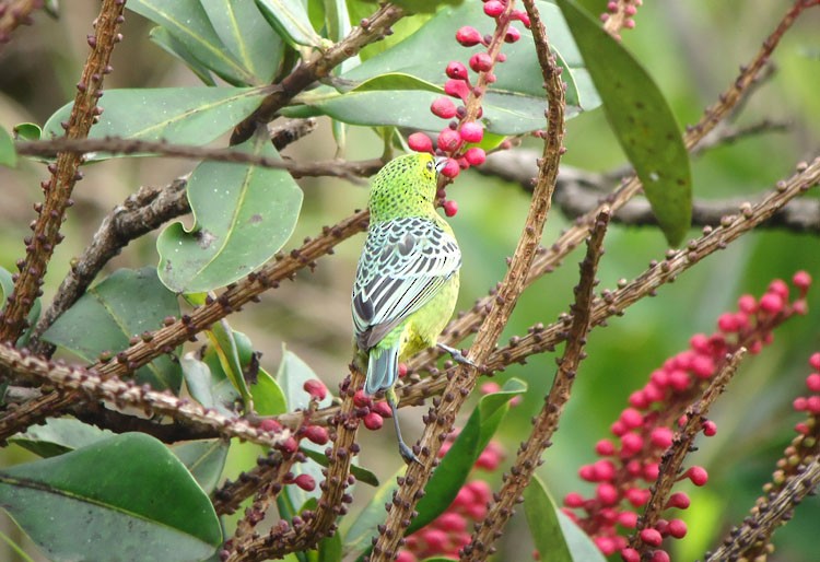 Yellow-bellied Tanager - ML204258101