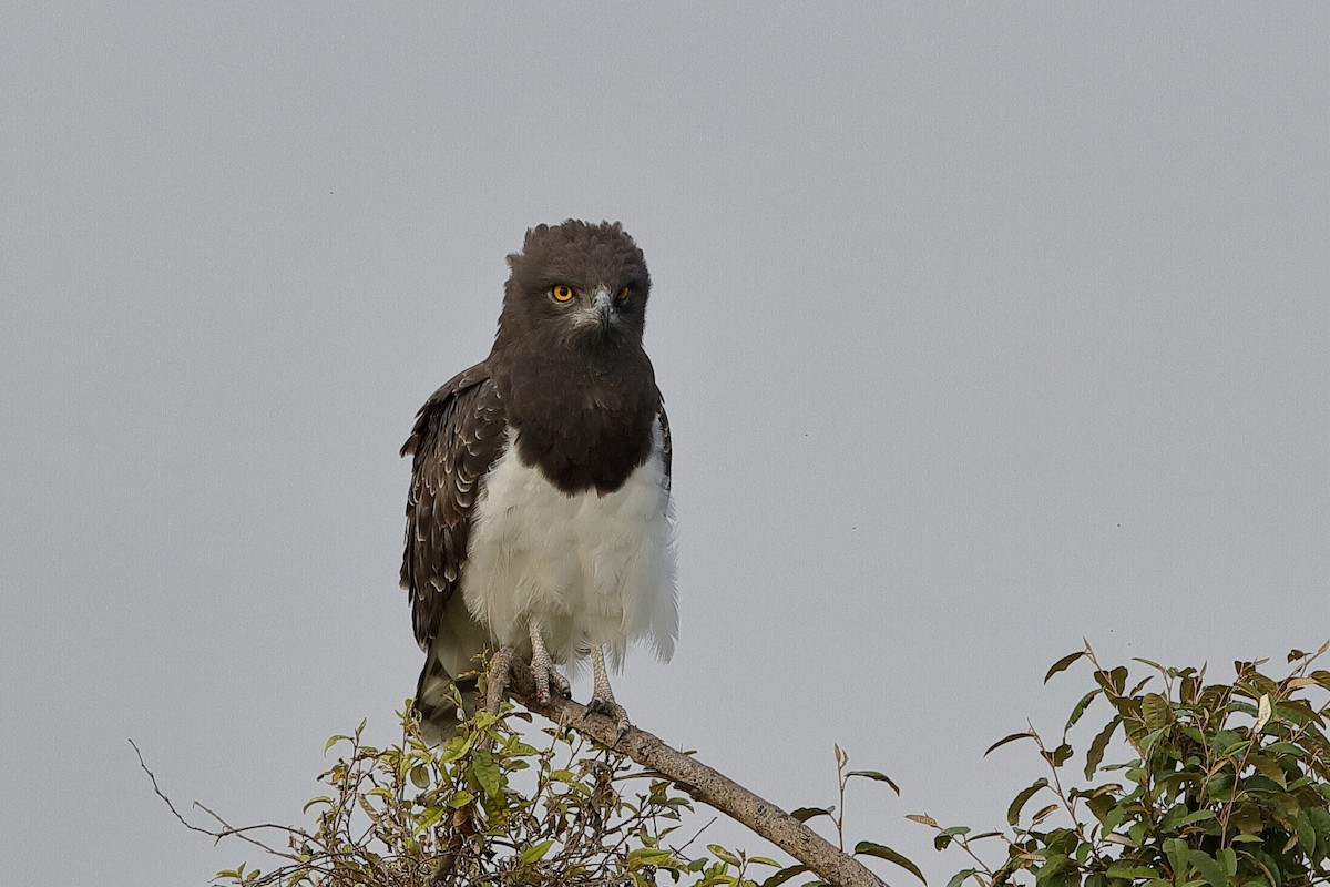 Black-chested Snake-Eagle - Holger Teichmann