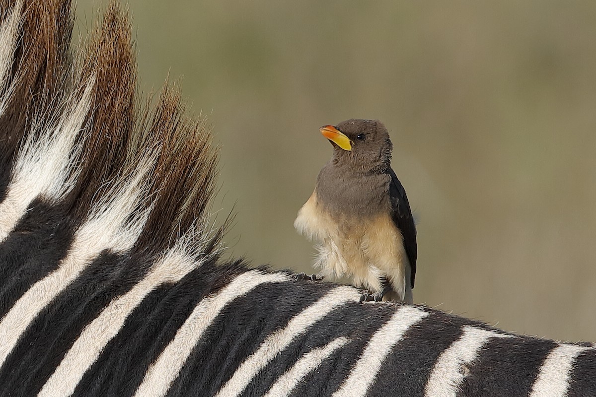 Yellow-billed Oxpecker - ML204258311