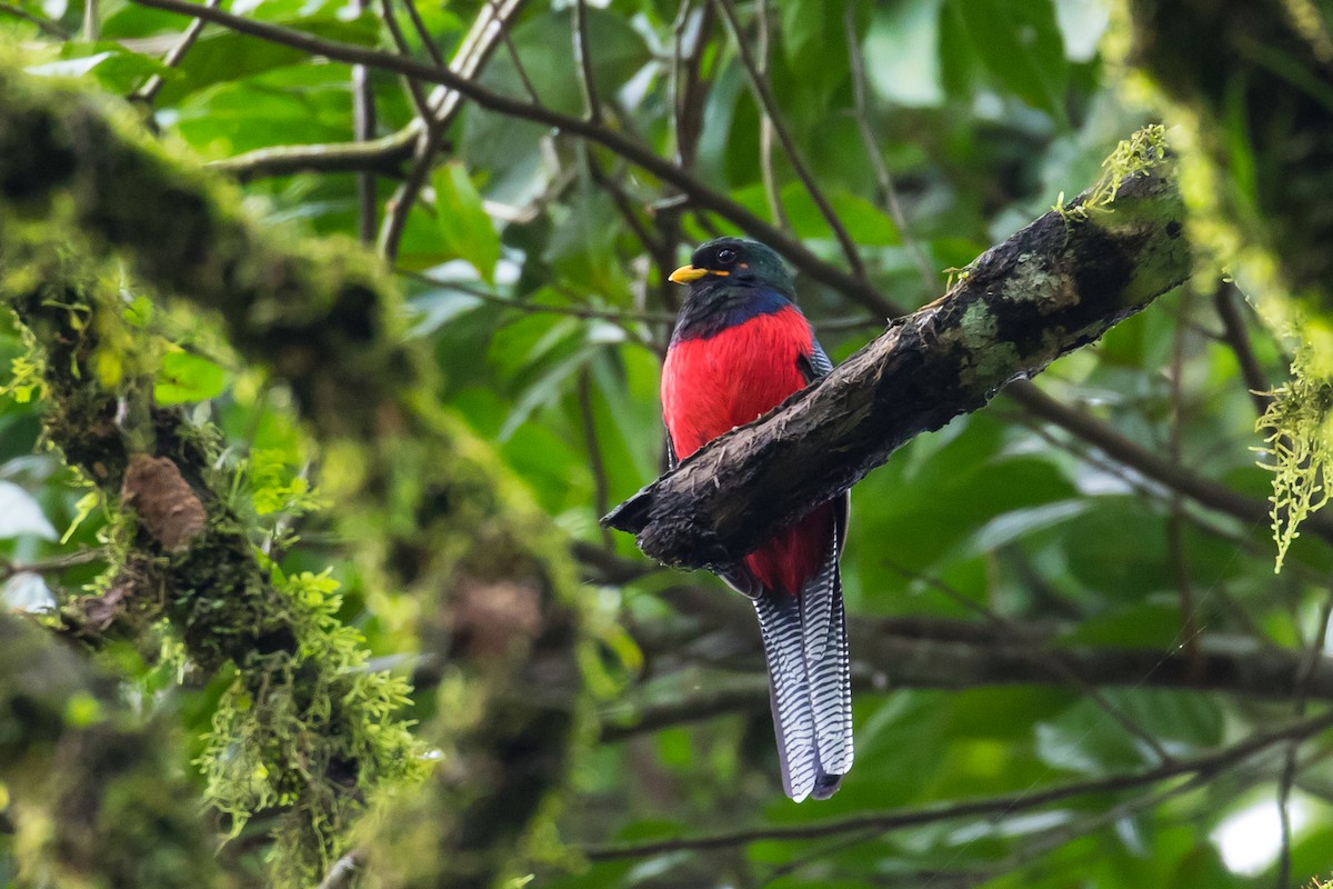Bar-tailed Trogon - Manuel Fernandez-Bermejo