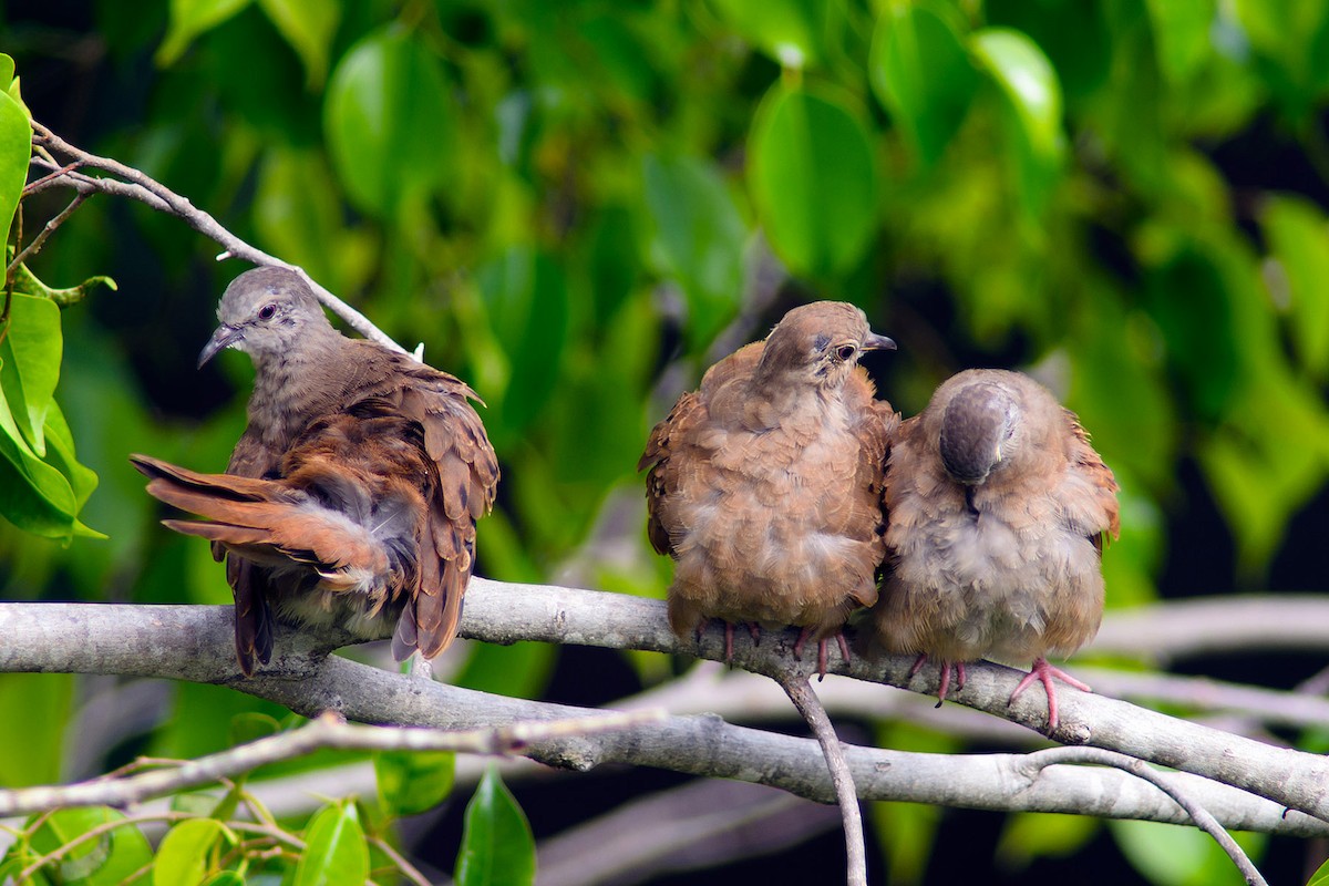 holoubek skořicový - ML204262091