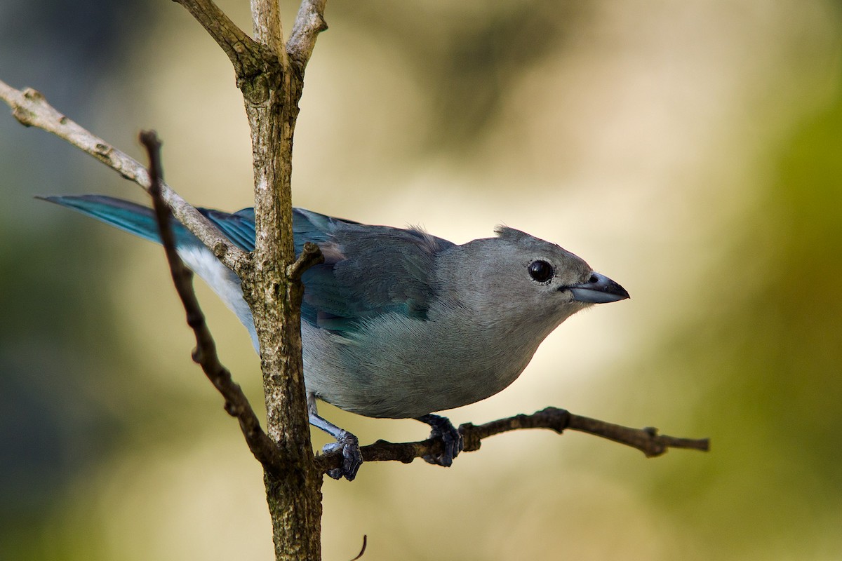 Sayaca Tanager - ML204262141