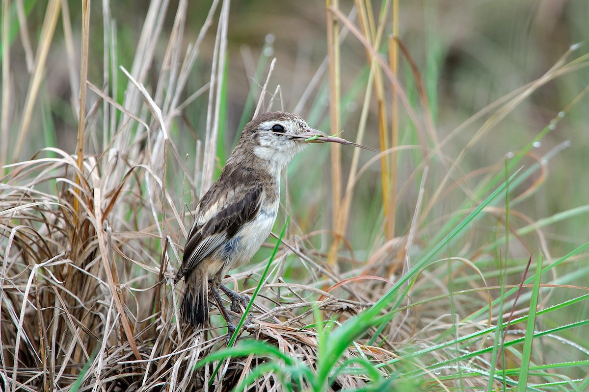 Cock-tailed Tyrant - ML204262171