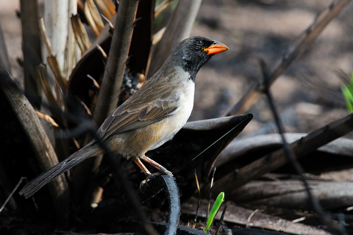 Black-throated Saltator - ML204262181