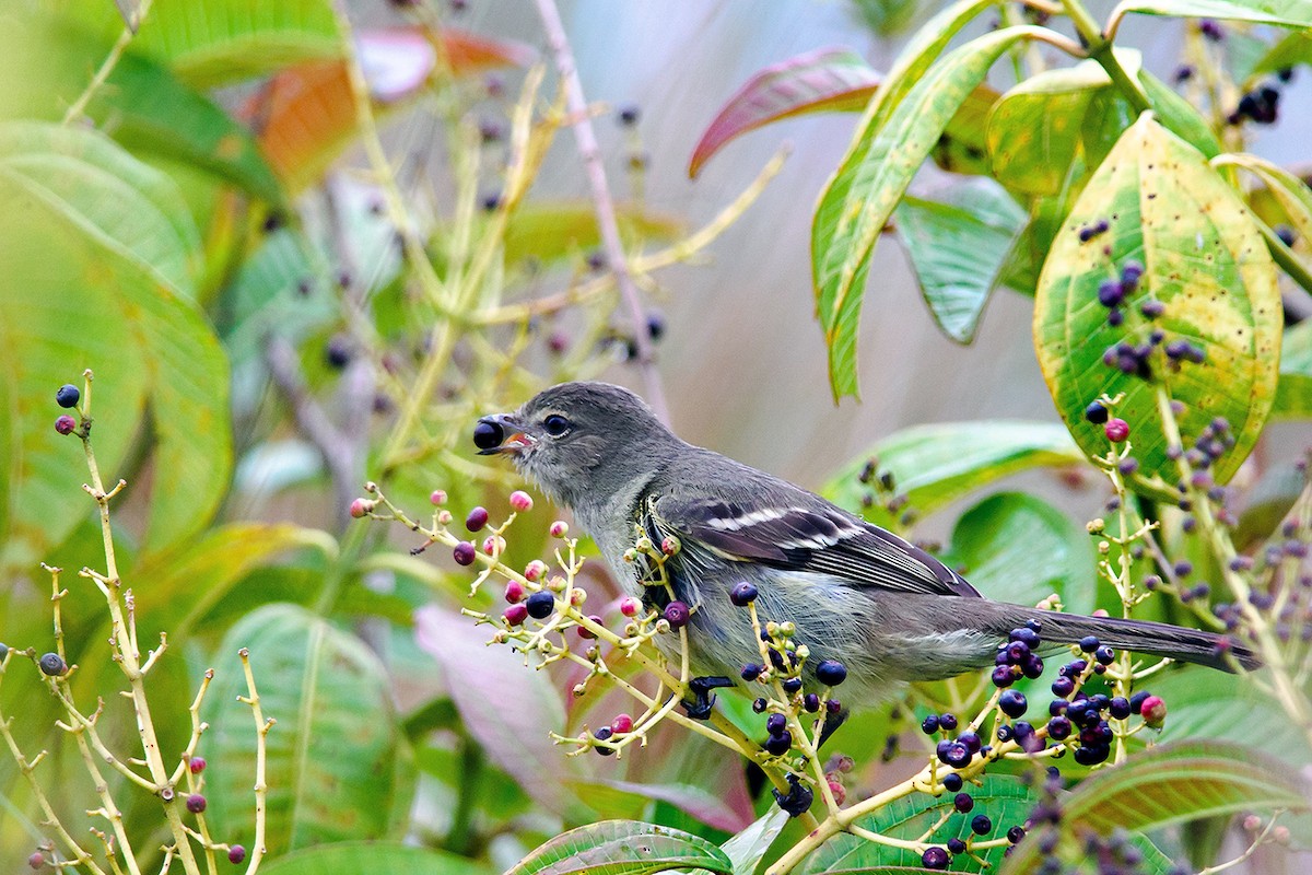 Small-headed Elaenia - ML204262241