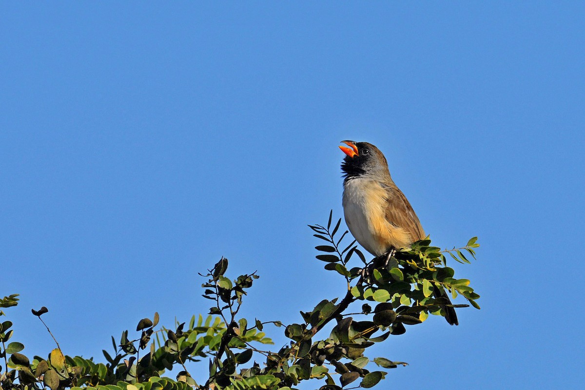 Black-throated Saltator - ML204262361