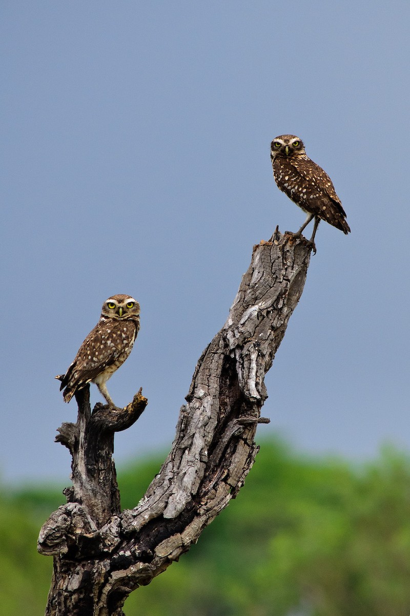 sýček králičí (ssp. grallaria) - ML204262401