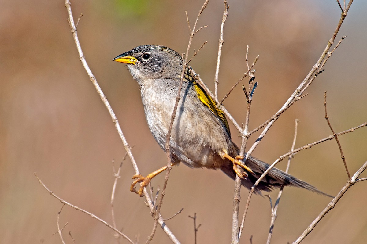 Lesser Grass-Finch - ML204262511