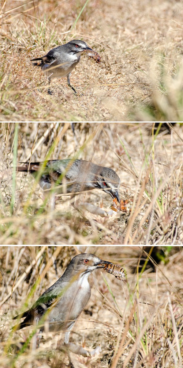 Gray Monjita - ML204262561