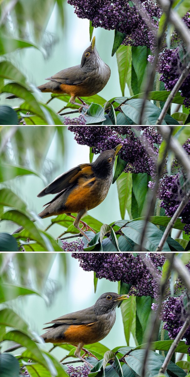 Rufous-bellied Thrush - ML204262631