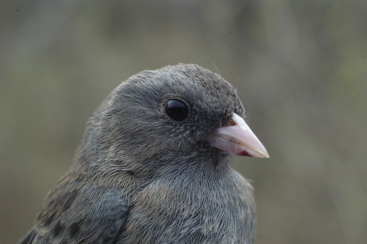 Dark-eyed Junco - Raymond Marsh