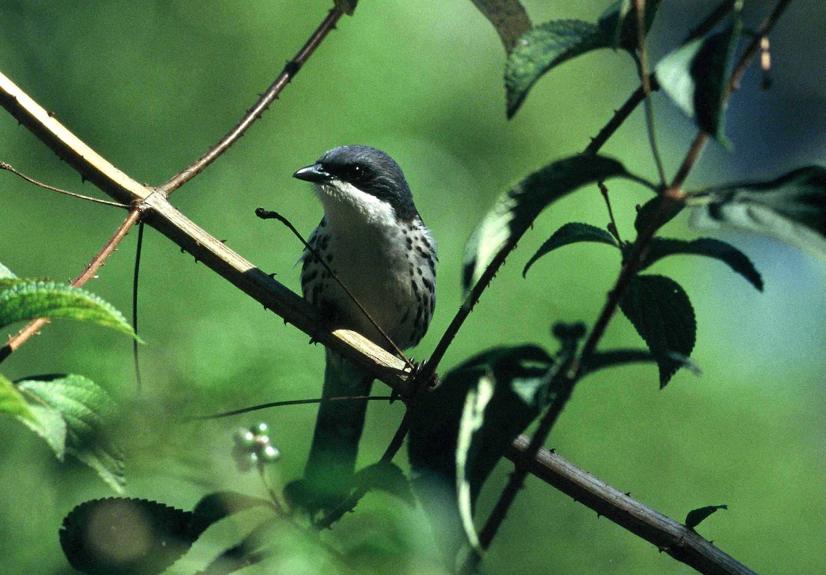 Gray-crowned Crocias - ML204263951