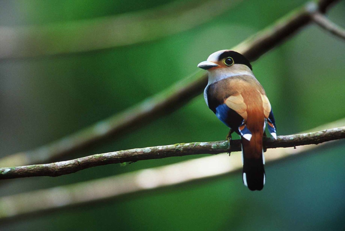 Silver-breasted Broadbill - Tibor Juhasz