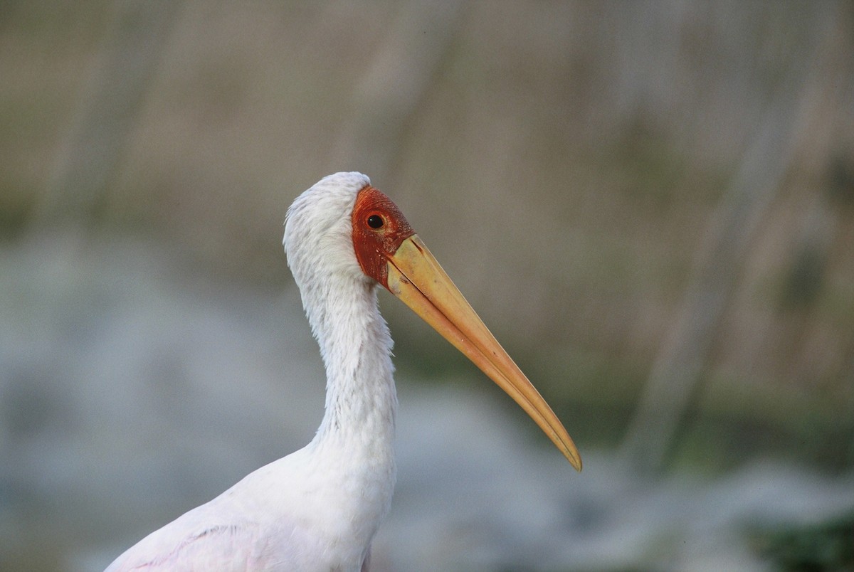 Yellow-billed Stork - ML204263971