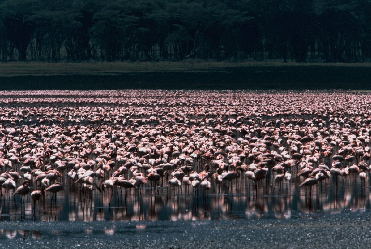 Greater Flamingo - ML204263981