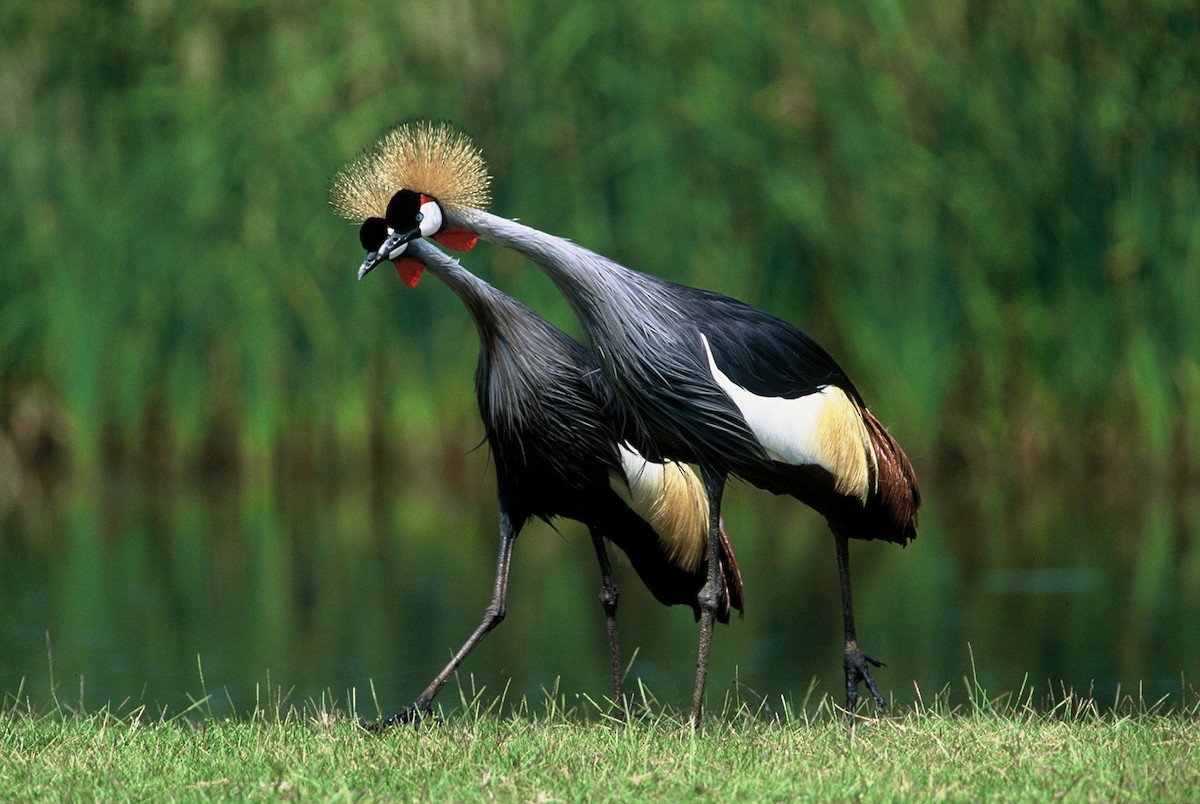 Gray Crowned-Crane - ML204264011