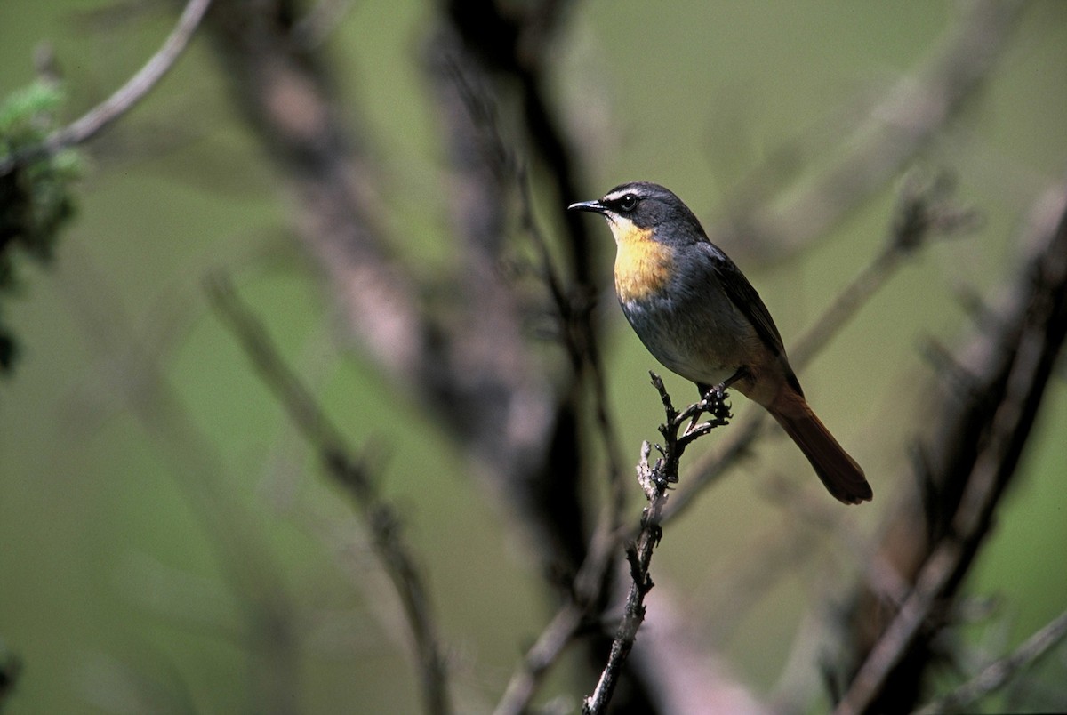 Cape Robin-Chat - ML204264021