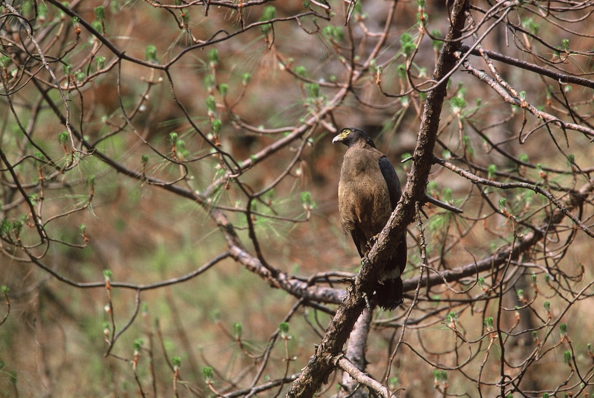 Crested Serpent-Eagle (Crested) - ML204264031